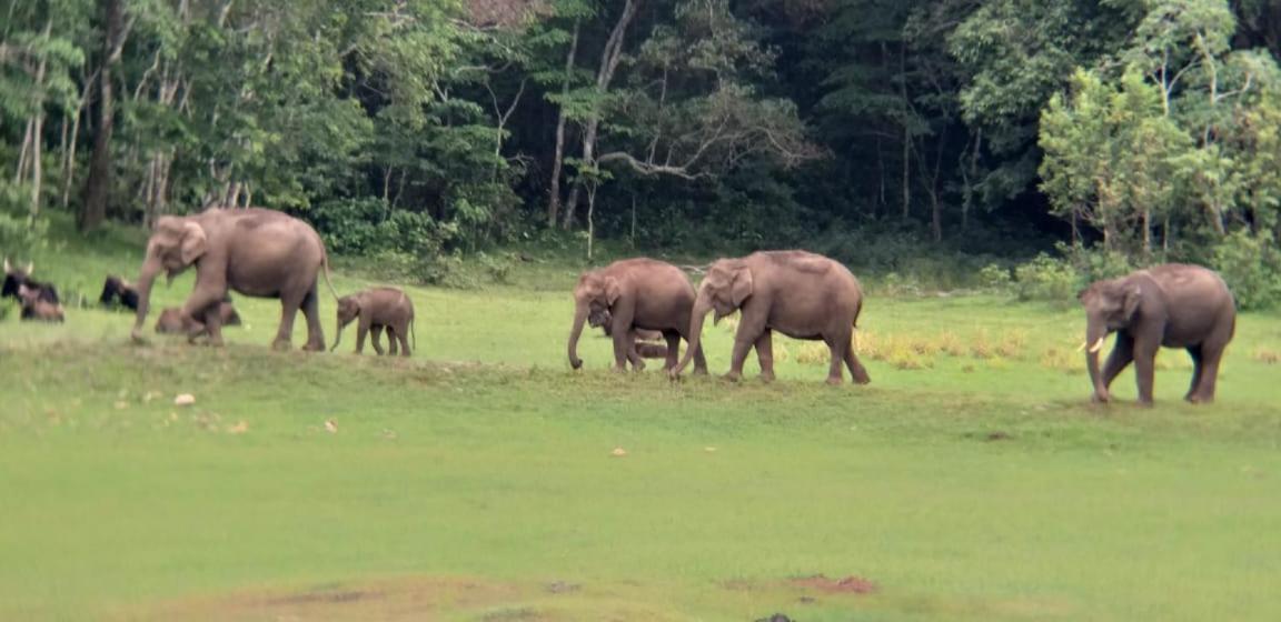 Aditi Thekkady Bagian luar foto