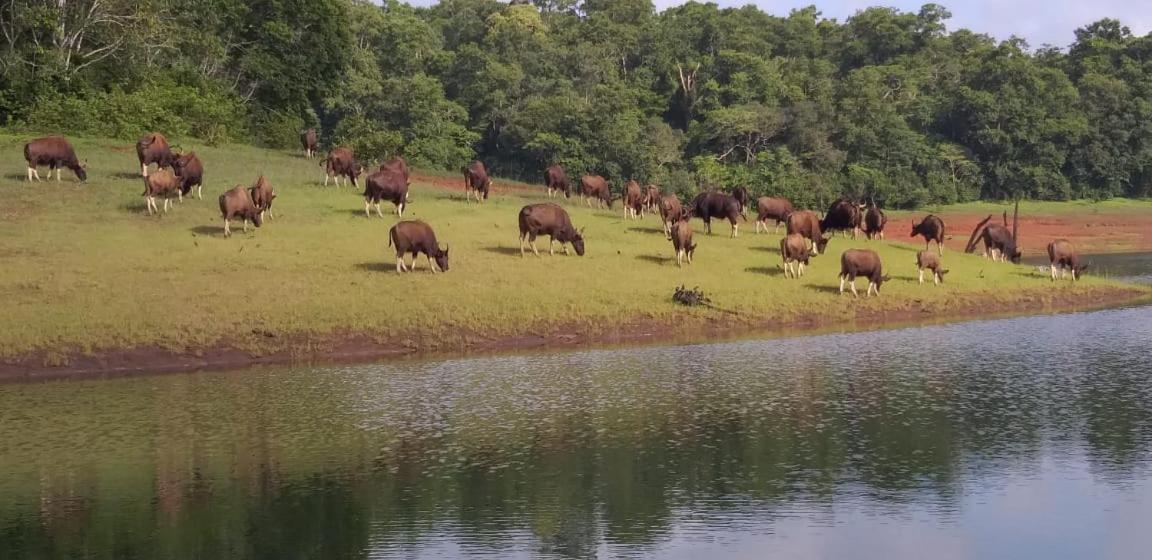 Aditi Thekkady Bagian luar foto