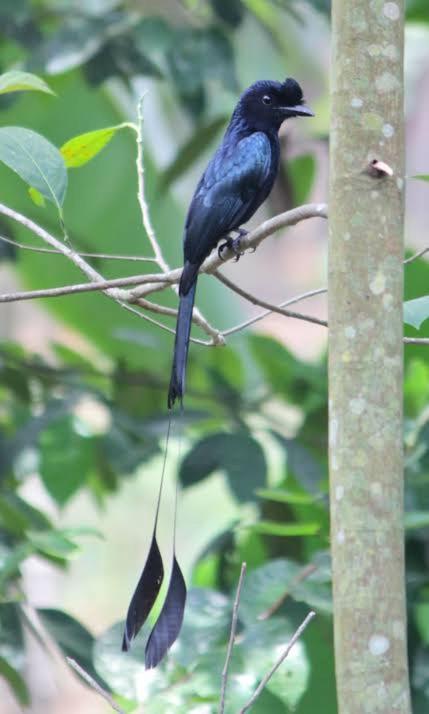 Aditi Thekkady Bagian luar foto