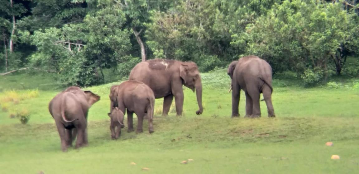 Aditi Thekkady Bagian luar foto
