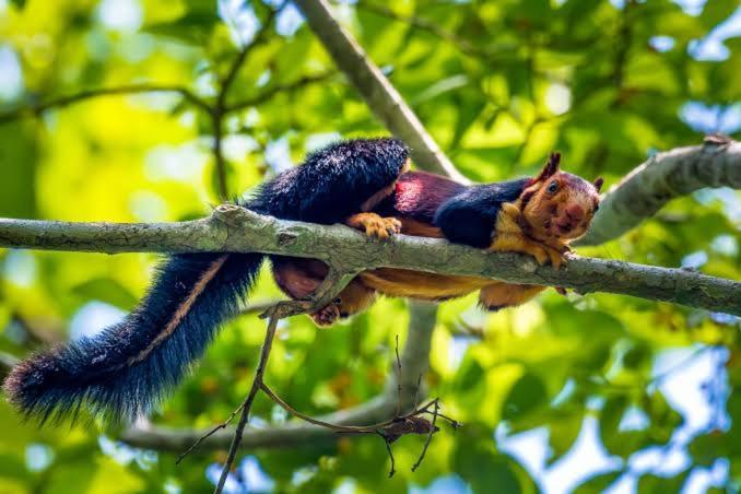 Aditi Thekkady Bagian luar foto