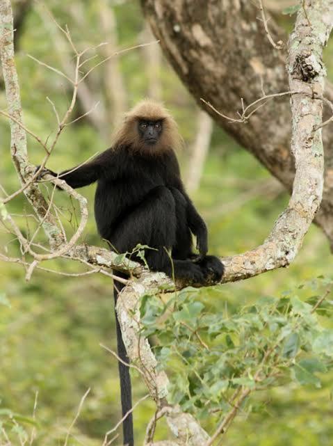 Aditi Thekkady Bagian luar foto